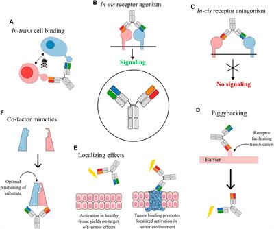 Design and engineering of bispecific antibodies: insights and practical considerations